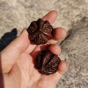 Può includere: Due oggetti sferici marrone scuro, profondamente strutturati, con creste prominenti e motivi intricati simili a intagli. Questi piccoli elementi rotondi presentano una superficie legnosa dura con un aspetto naturale e leggermente usurato.