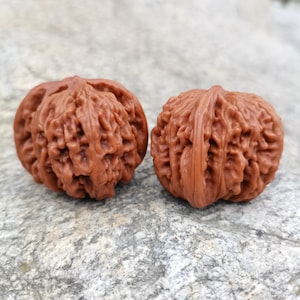 Pode incluir: Duas nozes castanhas com cascas texturizadas. As nozes são exibidas em uma superfície de pedra cinza. As cascas têm um padrão complexo e com nervuras, e a cor é um castanho rico e quente.