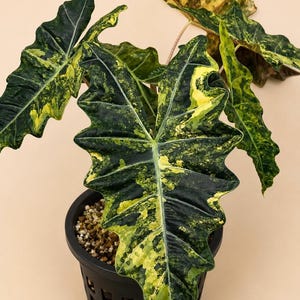 Variegated alocasia sanderiana - Etsy 日本