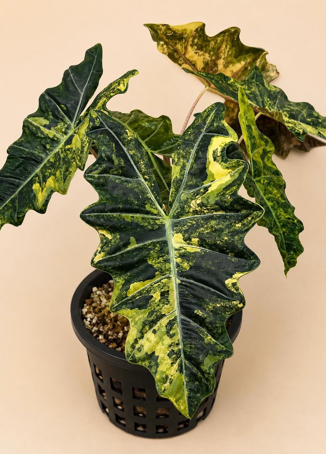 Variegated alocasia sanderiana - Etsy 日本