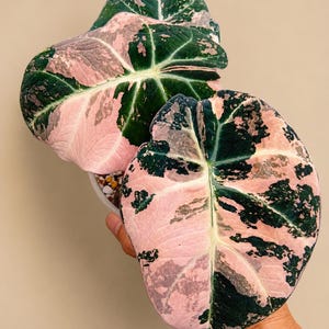 Rare Alocasia Pink Black Velvet Corm- Big Sized