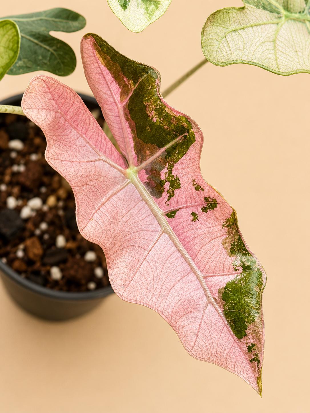 Alocasia sanderiana - Etsy 日本