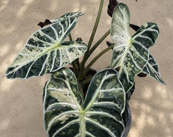 Alocasia Balloon Heart Pink Albo-Knolle | Seltene panaschierte Alocasia | Rosa-weiß panaschierte Knolle