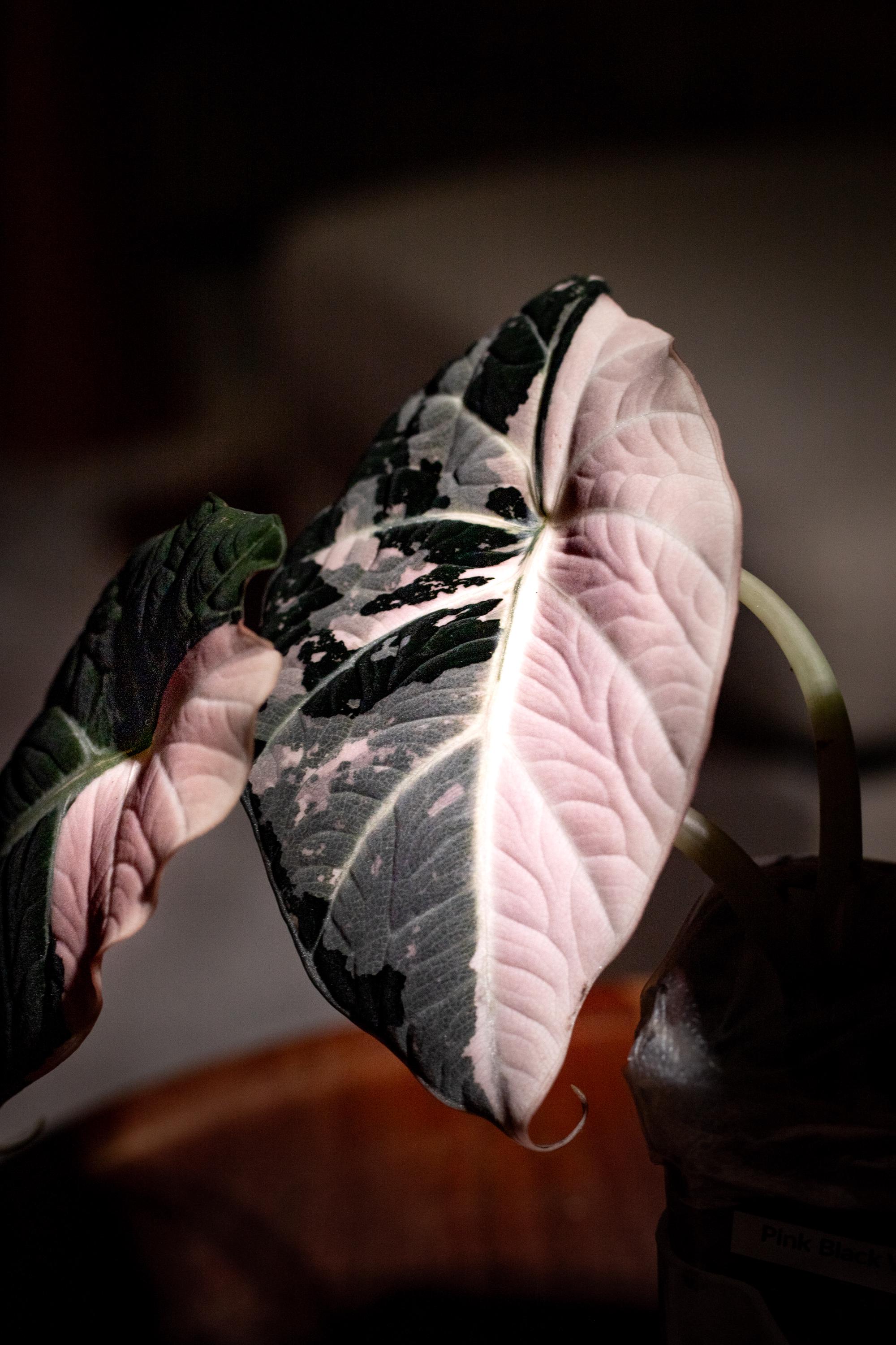 Alocasia black velvet pink variegated - Etsy 日本