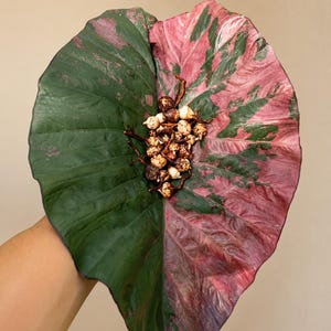 Alocasia serendipity variegated - Etsy 日本