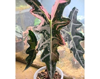 Rare Pink Nobilis Alocasia Plant | Pink Variegated Collector Aroid