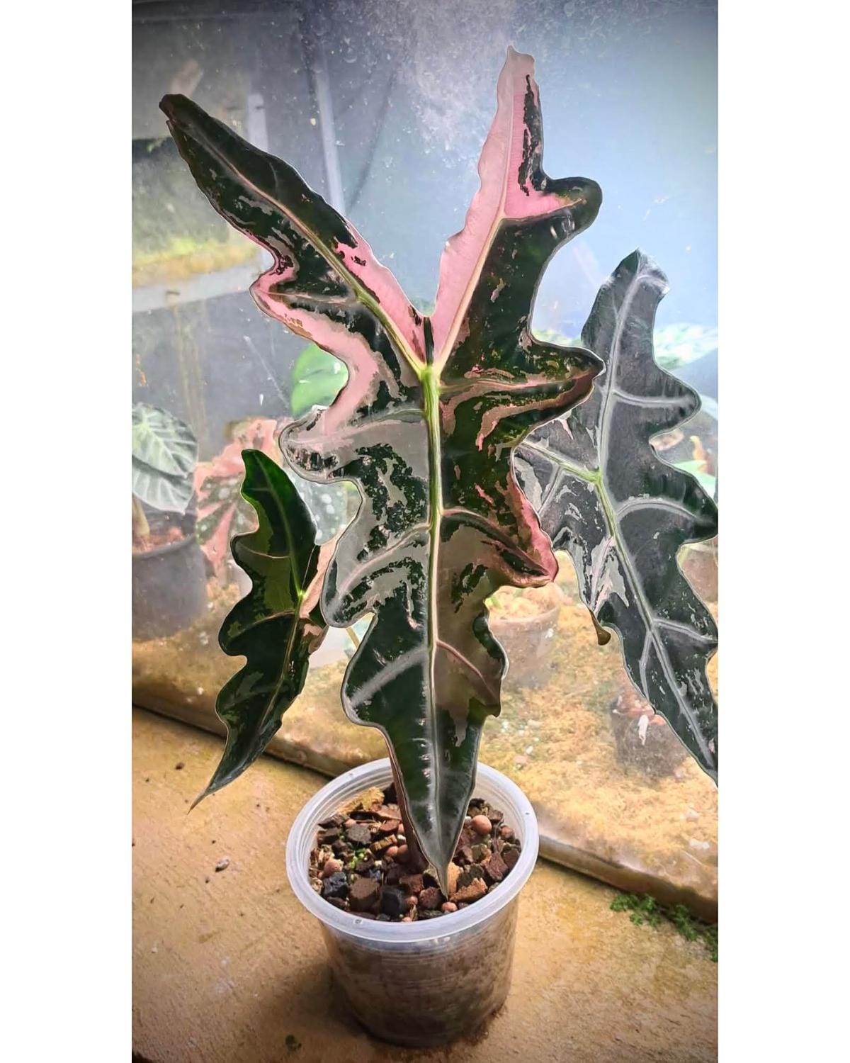 Alocasia Nobilis Pink Variegated - Etsy