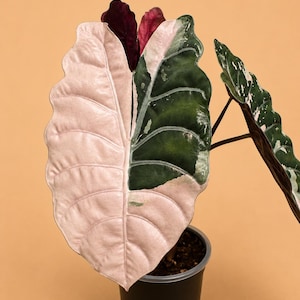 Alocasia chantrieri - Etsy 日本