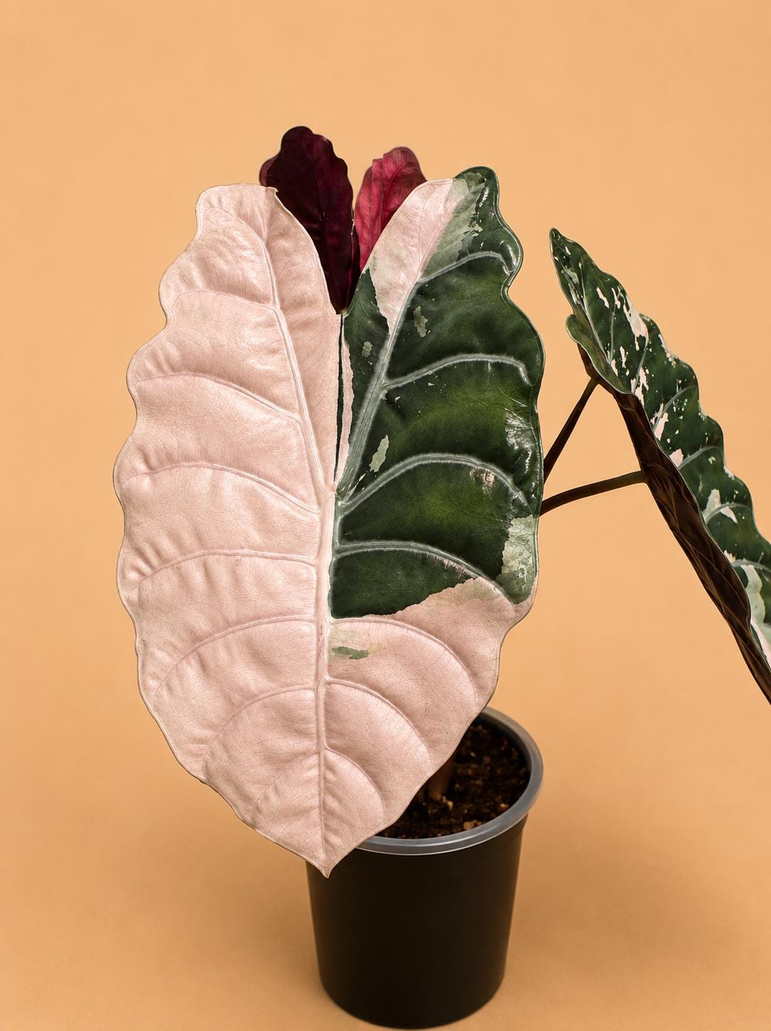 Alocasia nobilis pink variegated - Etsy 日本