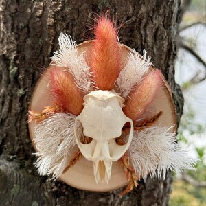 Handcrafted Muskrat Skull Wall Hanging Botanicals – Bone & Botanical Decor