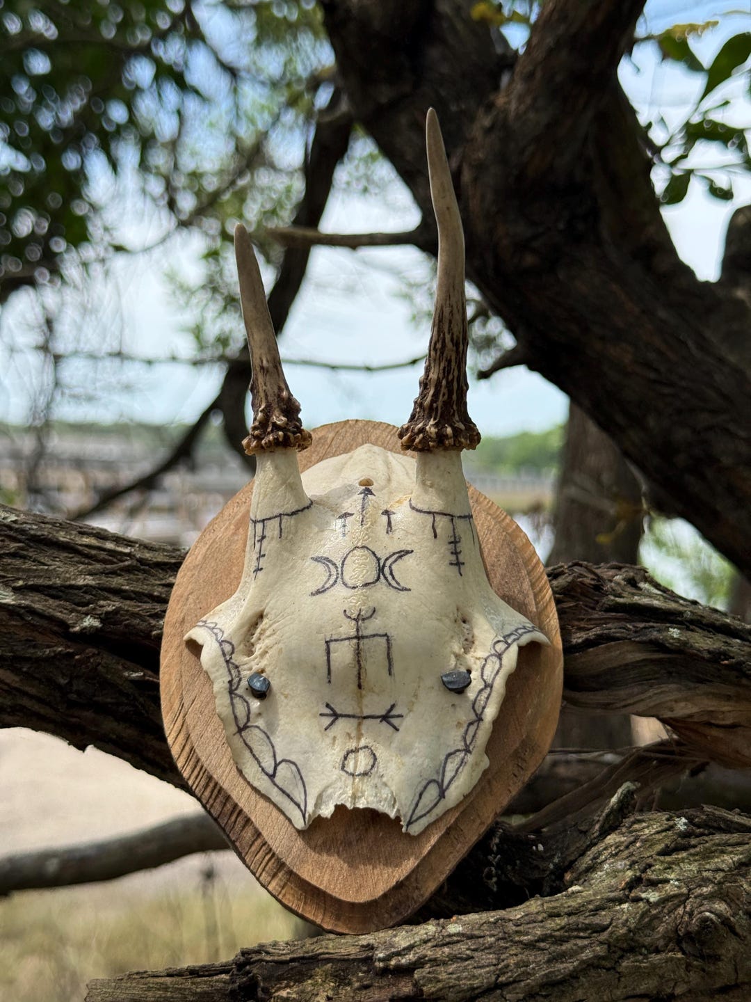 Fallow Deer Skull With Runes & Triple Moon: Witch Altar Decor - Etsy