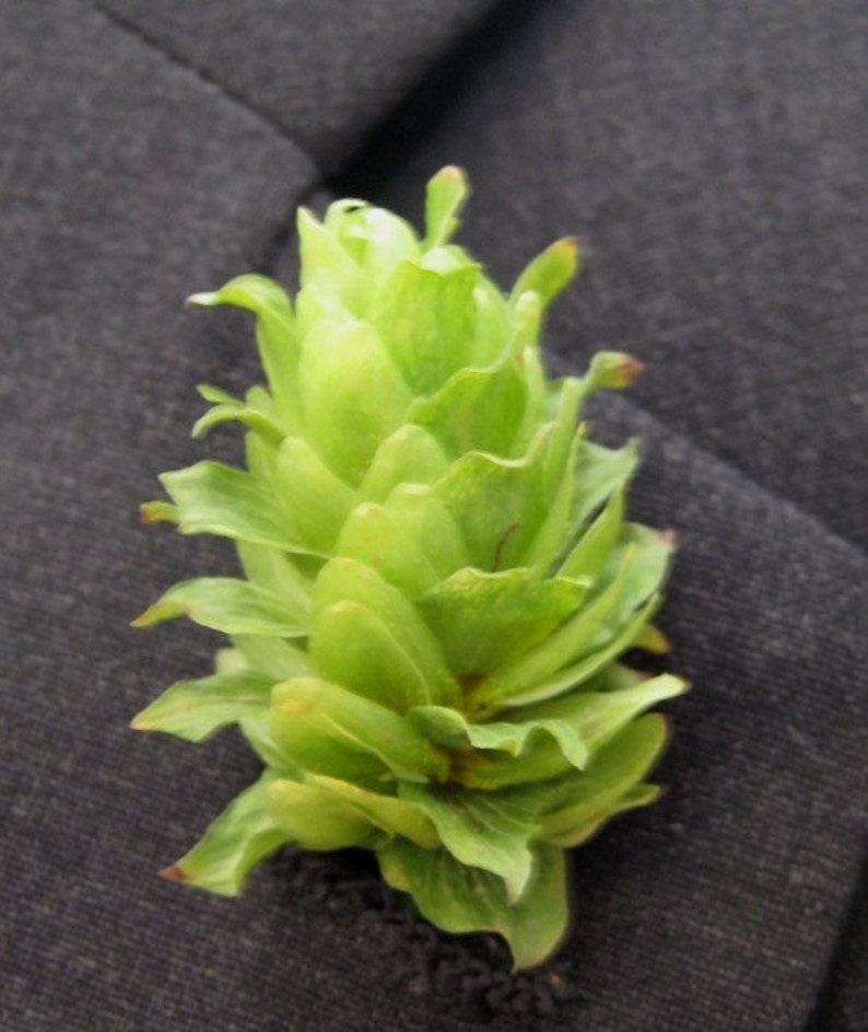 Beer Boutonniere Hops 10 Prewired Hops Cones wStems Ready for Boutonnieres Brewery Wedding Hops Cones DIY Boutonniere Hops for Weddings