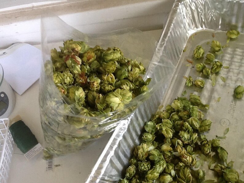 Sleep Pillow Hops DIY Hops Pillow Hops Pillow Hops Beer Etsy