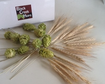 Complete DIY Boutonniere Hops Kit -12 Dried Hops + 20 Rye Stalks , Hops & Rye Boutonniere - Beer Boutonniere Kit - Brewery Wedding Flowers
