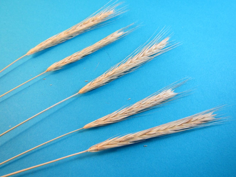 30 Dried Rye Stalks 30 Rye Stems Rye Bundle 30 Stalks of Etsy