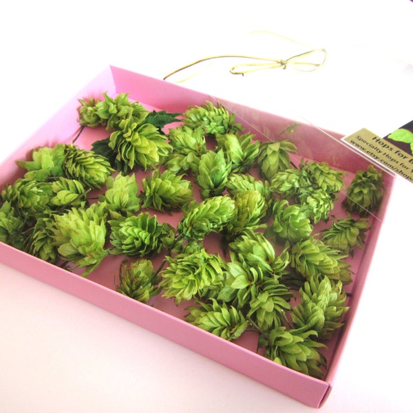 D I Y - Boutonniere Hops for Weddings - 40 Dried Hops Flowers with Natural stems - Purchase Direct from the Farm