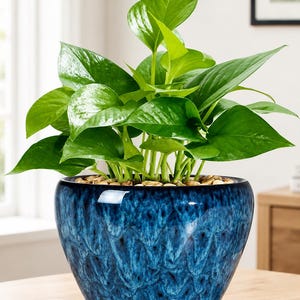 May include: A vibrant green pothos plant with heart-shaped leaves potted in a round, deep blue ceramic planter. The pot features a mottled, textured glaze with darker blue and black accents and sits on a matching circular ceramic saucer.