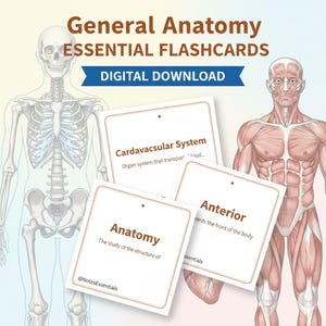 Può includere: Flashcard di anatomia con il testo "General Anatomy ESSENTIAL FLASHCARDS DIGITAL DOWNLOAD". Le flashcard includono termini come "Cardiovascular System", "Anterior" e "Anatomy". L'immagine presenta anche illustrazioni dei sistemi scheletrico e muscolare umani.