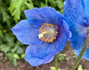 25 rare Himalayan Blue Poppy seeds---Flower seeds--Plant seeds--Gardening