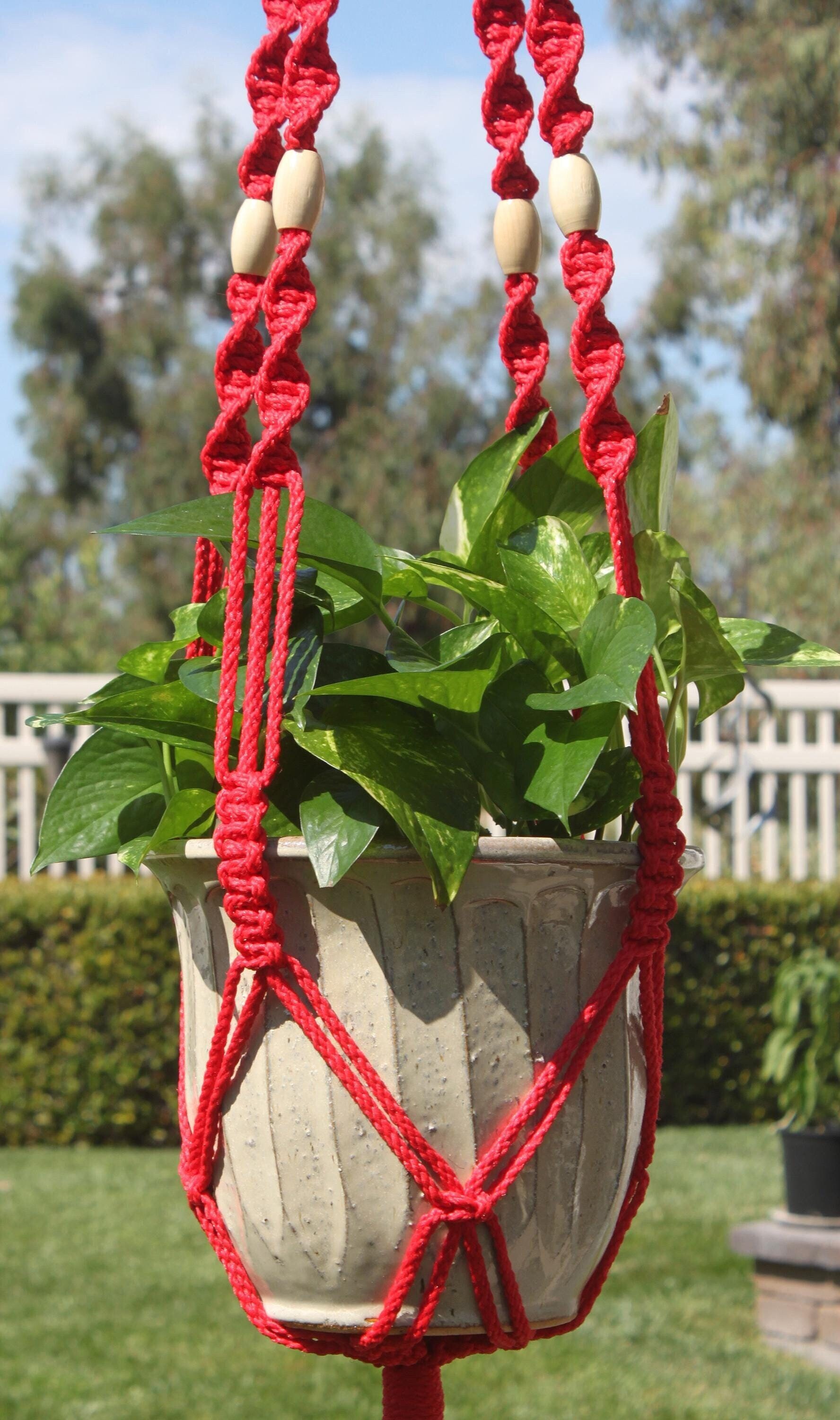 money plant in a pot XL Potted Money Plant | 150–170cm main image 1