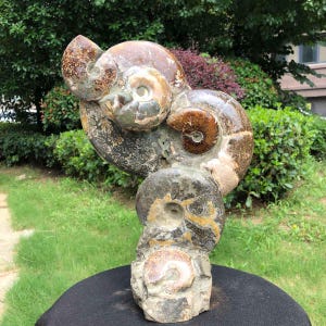 May include: A cluster of fossilized ammonites featuring spiraled shells in shades of brown, gray, and tan. The specimen displays intricate, detailed chamber patterns and textures across the surface of the stone, showcasing multiple fossilized shells stacked together in a vertical formation.