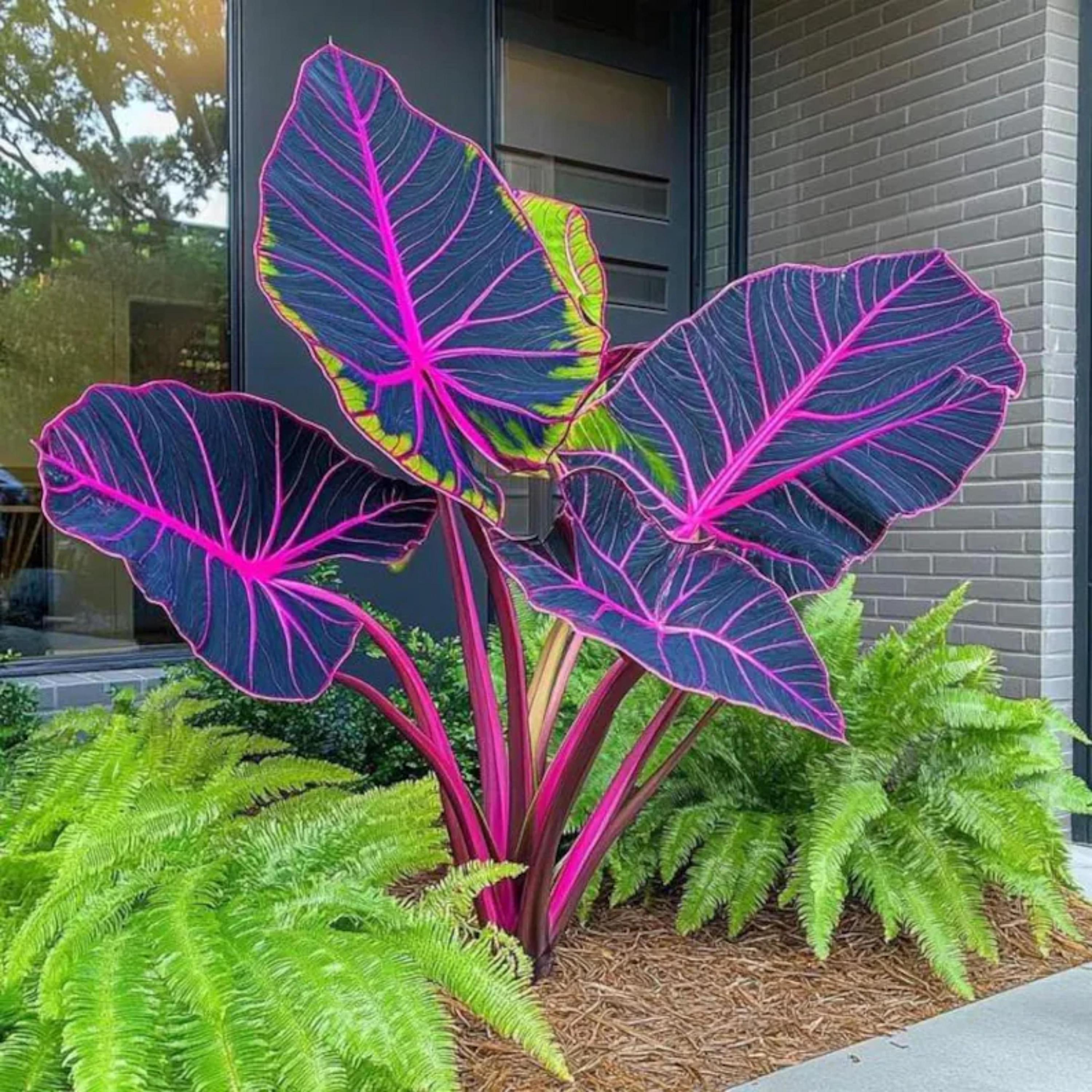 希少 美斑】 コロカシア ファーストピンク colocasia first pink