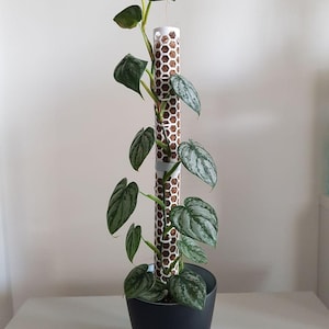 Pode incluir: Uma planta Philodendron brandtianum com folhas verdes em forma de coração e manchas prateadas, subindo por um tutor cilíndrico branco com padrão de favo de mel. A planta está num vaso preto mate com uma base de cor dourada.