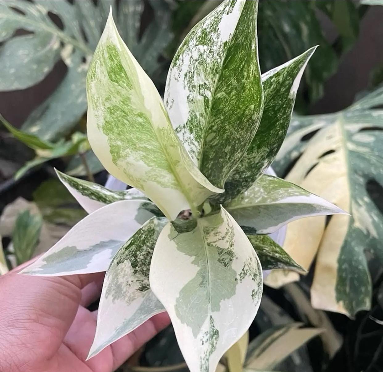 Aglaonema siam - Etsy 日本