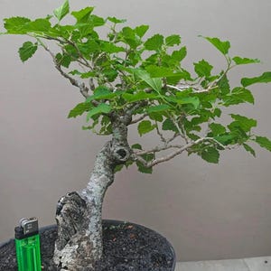 Pode incluir: Um bonsai com um tronco grosso, texturizado e cinza-claro, com folhas verde-vibrantes, plantado num vaso redondo escuro cheio de terra preta. Um isqueiro retangular verde-brilhante está colocado na terra ao lado do tronco para referência.
