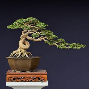 Premna Microphylla Bonsaiträd – Vriden stam, exponerade rötter, levande tropisk miniatyr