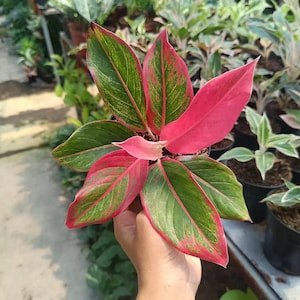 Aglaonema Siam Aurora Plant | Red Aglaonema | Pink & Green Tropical Houseplant | Ornamental Indoor Plant