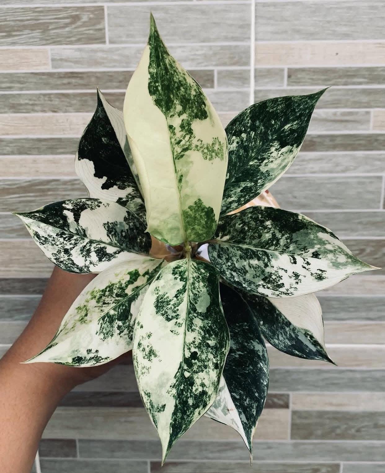 Aglaonema siam - Etsy 日本