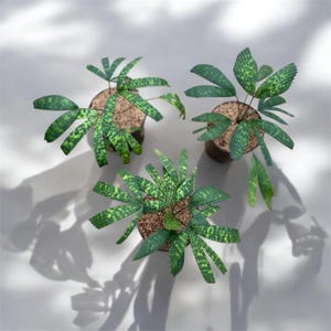 Licuala mapu - Etsy 日本