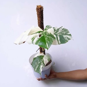 monstera adansonii 'archipelago Monstera adansonii archipelago ghost – Green Mirrors main image 0
