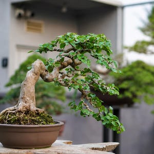 Puede incluir: Un bonsái con un tronco grueso, texturizado y de color marrón claro, con raíces expuestas, plantado en una maceta redonda de cerámica marrón mate. El árbol presenta múltiples ramas que se extienden hacia la derecha, cubiertas de pequeñas hojas verde brillante y musgo.
