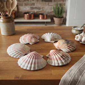 May include: A collection of six natural scallop shells arranged in a circular pattern on a wooden surface. Each shell features a fan-shaped design with ribbed textures and varying shades of white, cream, soft pink, and brown earth tones.