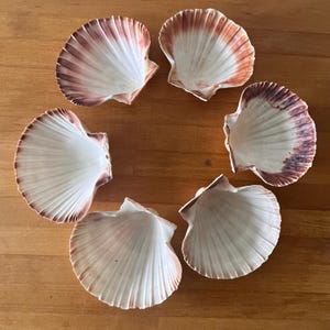 May include: Six scallop shells arranged in a circular pattern. Each shell features a white interior with deep, radiating ridges and a fan-shaped edge. The outer rims of the shells display varying shades of reddish-brown and dark purple gradients.