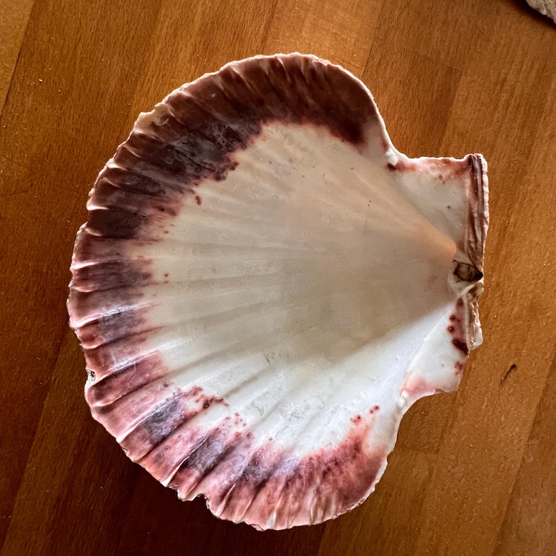 May include: A large, fan-shaped scallop shell with a smooth, white interior surface. The outer edges of the shell feature a distinct, deep reddish-purple gradient that follows the natural radial ridges and grooves of the shell's fan structure.
