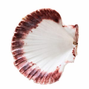 May include: A single scallop shell featuring a smooth, white interior surface with prominent radial ridges. The outer edge of the shell displays a deep, mottled reddish-brown coloration that transitions into the white center, creating a distinct contrast.