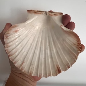 May include: A large, fan-shaped scallop shell with a creamy white interior and radiating ridges. The edges of the shell feature subtle, natural reddish-brown coloration, highlighting the textured, fluted surface of this marine mollusk specimen.