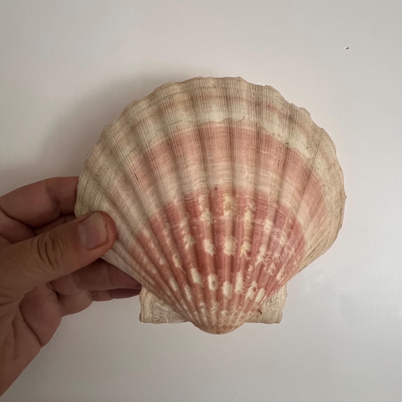 May include: A fan-shaped scallop shell featuring a textured surface with prominent radial ridges. The shell displays a gradient of colors, transitioning from a creamy off-white at the outer edges to a soft, dusty rose pink toward the center hinge.
