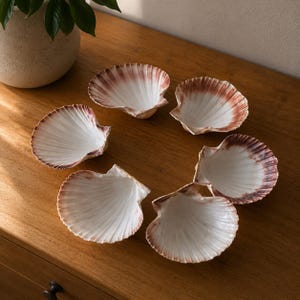 Könnte beinhalten: Ein Set aus sechs Jakobsmuscheln, die in einem Kreis angeordnet sind. Jede Muschel hat ein weißes Inneres mit strahlenförmigen Rillen und einen rötlich-braunen Farbverlauf an den äußeren gewellten Rändern, was natürliche Texturen zeigt.