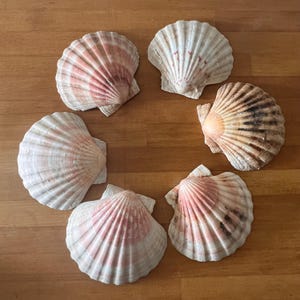 May include: Six scallop shells arranged in a circular pattern. Each shell features a fan-shaped design with distinct radial ridges. The shells display a variety of natural colors, including shades of white, cream, soft pink, and dark brown markings.