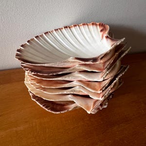 May include: A stack of five large, fan-shaped scallop shells. Each shell features a smooth, white interior with deep, radiating ridges and a curved, scalloped edge. The outer rims and edges of the shells display a gradient of brown and tan hues.