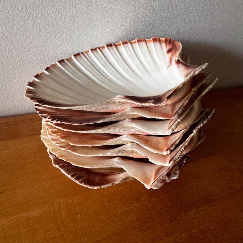 May include: A stack of five large, fan-shaped scallop shells. Each shell features a smooth, white interior with deep, radiating ridges and a curved, scalloped edge. The outer rims and edges of the shells display a gradient of brown and tan hues.