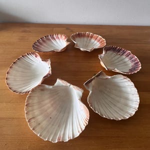 May include: A set of six scallop shells arranged in a circular pattern. Each shell features a white interior with radiating ridges and a gradient of reddish-brown to dark purple coloring along the outer edges and the hinge area of the shell.