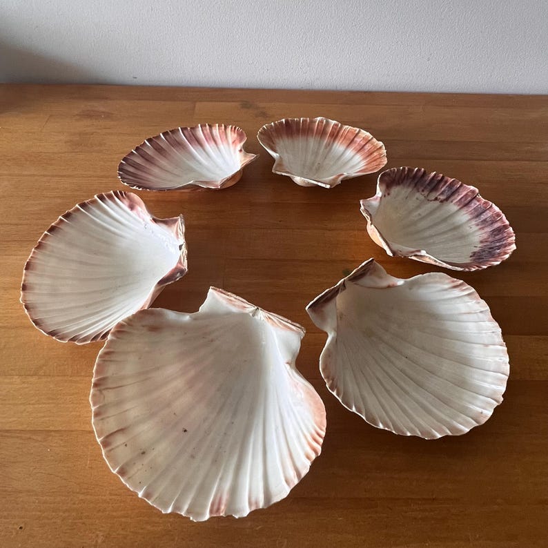 May include: A set of six scallop shells arranged in a circular pattern. Each shell features a white interior with radiating ridges and a gradient of reddish-brown to dark purple coloring along the outer edges and the hinge area of the shell.