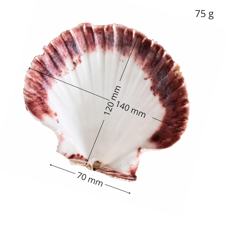 May include: A white scallop shell with reddish-brown edges, weighing 75 g. The shell features clear measurement lines indicating a width of 70 mm, a height of 120 mm, and a diagonal span of 140 mm across the textured, fan-shaped surface.