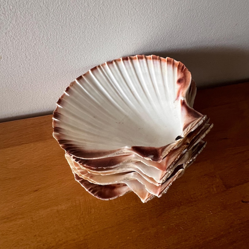 May include: A stack of five natural scallop shells, each featuring a creamy white interior with deep, radiating ridges and a distinct, dark reddish-brown scalloped edge. The shells are layered neatly, showcasing their curved, fan-like structure.