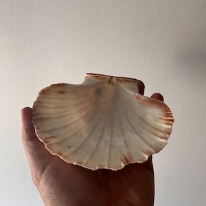 May include: A fan-shaped scallop shell with a creamy white surface and delicate, radiating ridges. The outer edges of the shell feature subtle, light brown, and reddish-orange markings, showcasing a natural, textured, and symmetrical fan-like form.